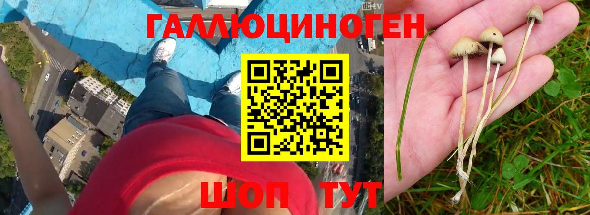 Мичуринск  Галлюциногенные грибы Psilocybe  Вход с VPN 